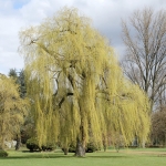 世界の春の絶景：10位：ドイツ ノルドパークのしだれ柳